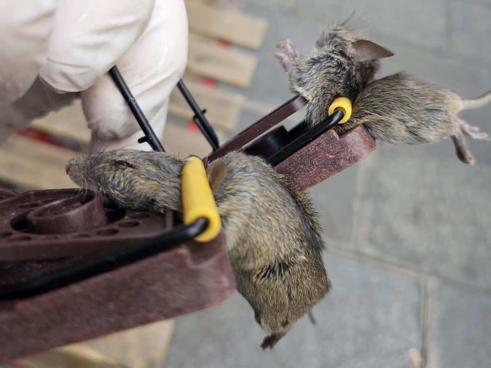 tapette a souris action