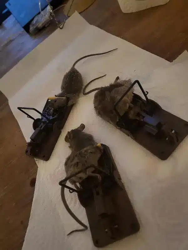 tapette a souris