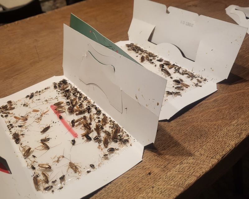 piège à cafards collant