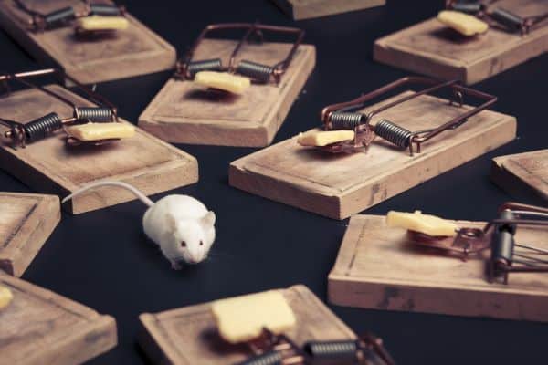 tapette à souris en bois