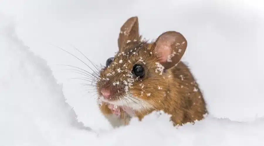 souris dans un appartement