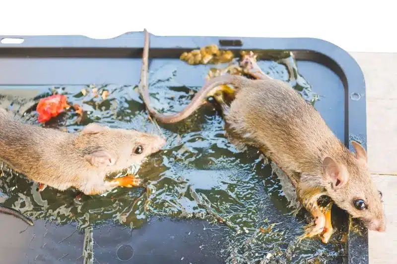piège collant à souris