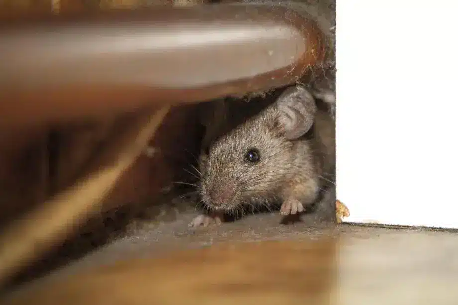 trou de souris