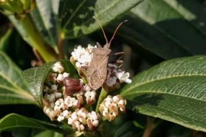 Les méthodes pour se débarrasser des insectes dans le jardin