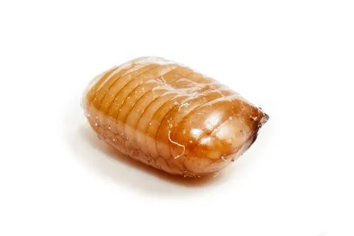 ootheque d'un cafard blatte