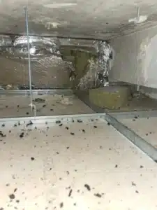 poison pour souris