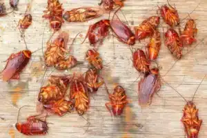 Quelle est la différence entre une blatte et un cafard ?