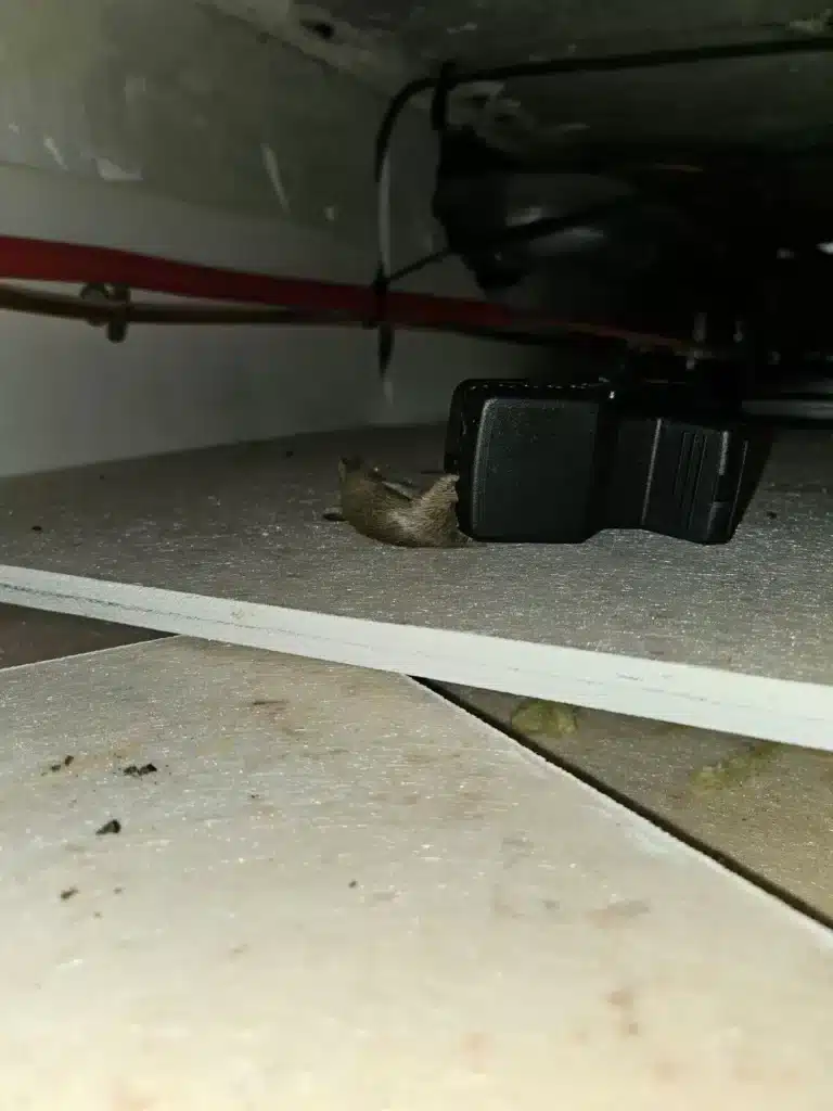 tapette souris