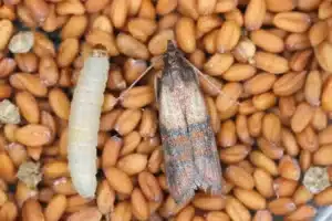 Mites Alimentaires : Reconnaissance, Prévention et Élimination