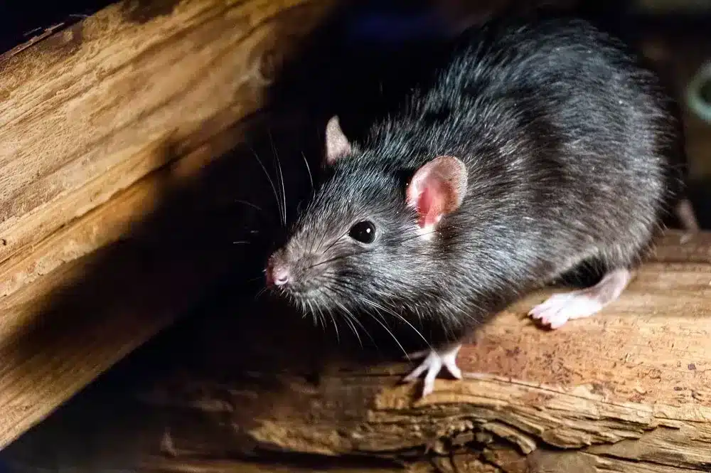 répulsif rats