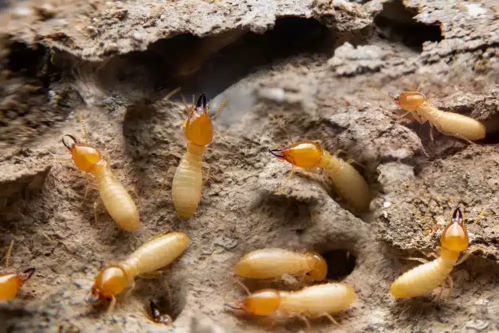 termites