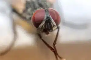 Les Mouches Domestiques : Identification, Prévention et Lutte