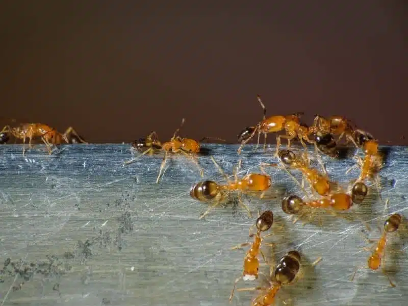 fourmis pharaons