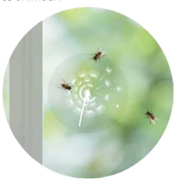 Adhésifs anti-mouches par 4 Digrain