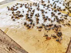 Piège à Mouche Maison : Comment Choisir Le Meilleur ?