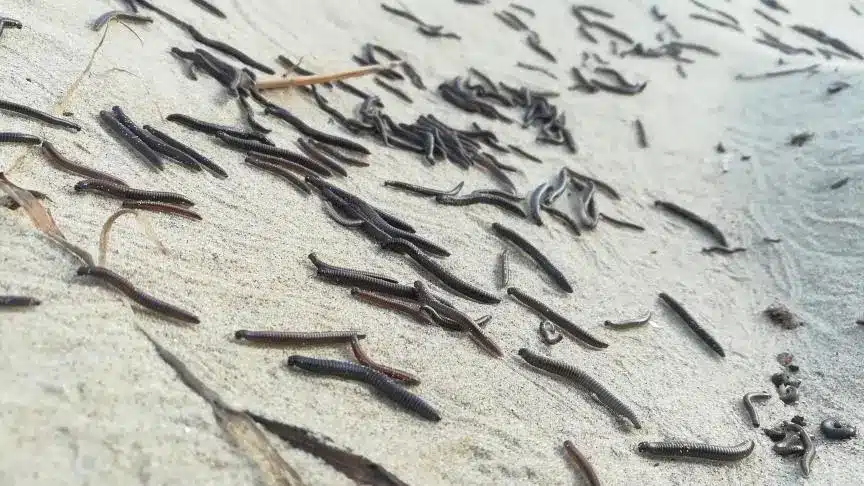 infestation iule