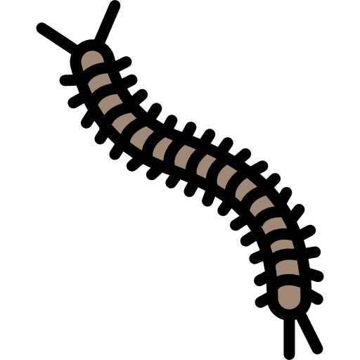 iule mille patte
