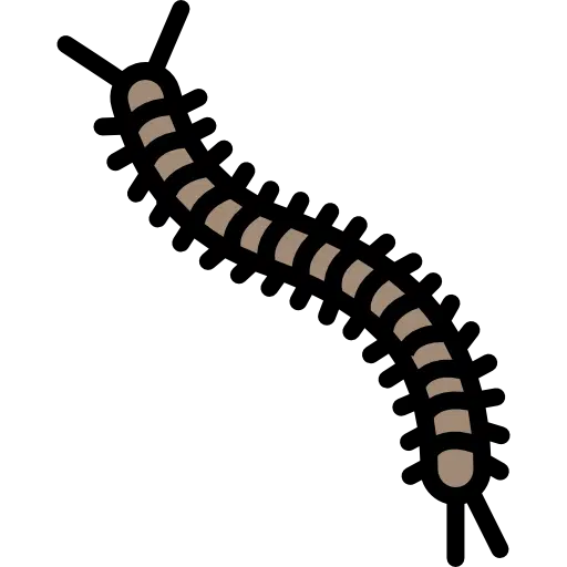 iule mille patte