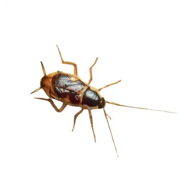 Blatte à bandes brunes (Supella longipalpa)