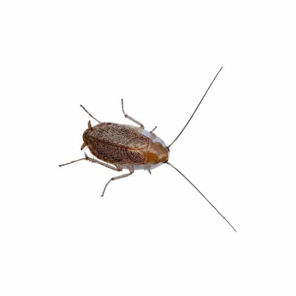 Blatte de jardin (Ectobius spp.)