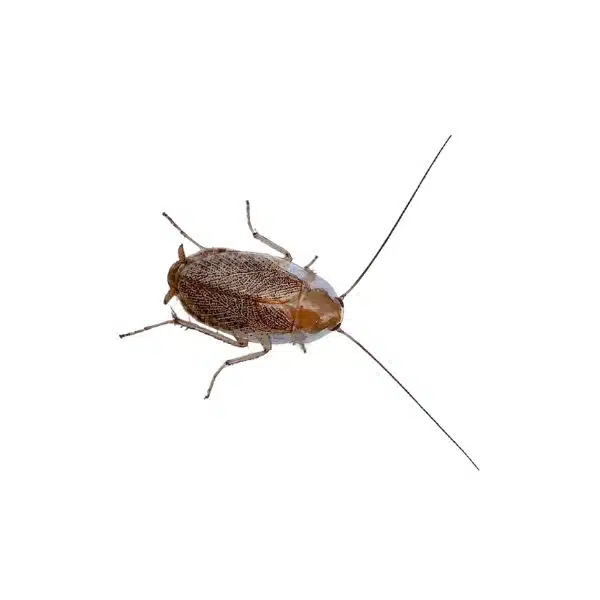 Blatte de jardin (Ectobius spp.)