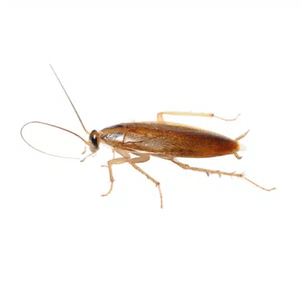 Blatte germanique (Blattella germanica)