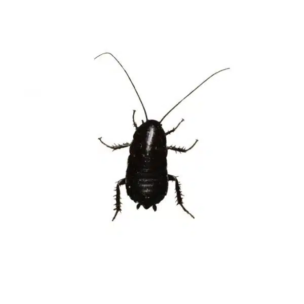 Blatte orientale (Blatta orientalis)