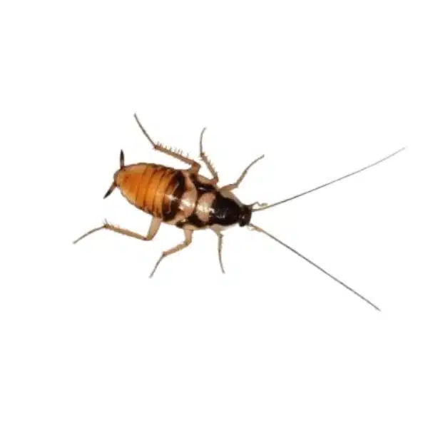 Blatte rayée (Blatta lateralis)