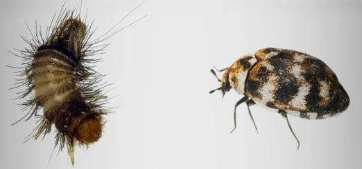 comparatif anthrene et larve