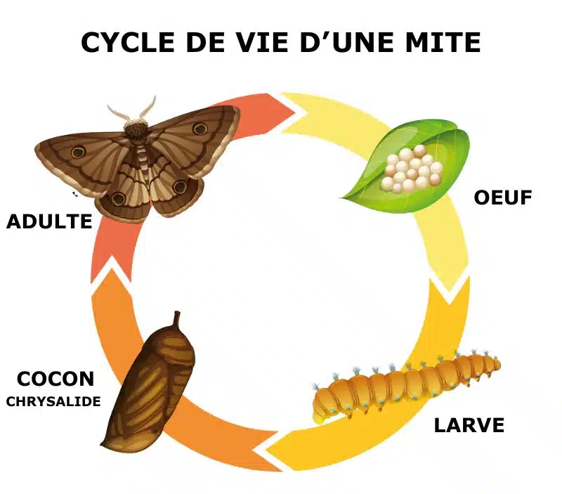cycle de vie d'une mite
