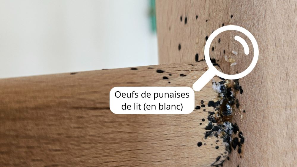 oeuf de punaise de lit photo