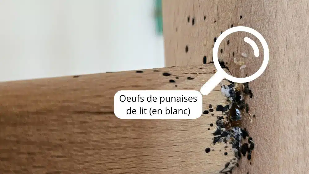 oeuf de punaise de lit photo
