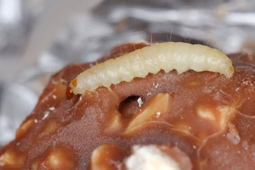 oeufs de mite alimentaire