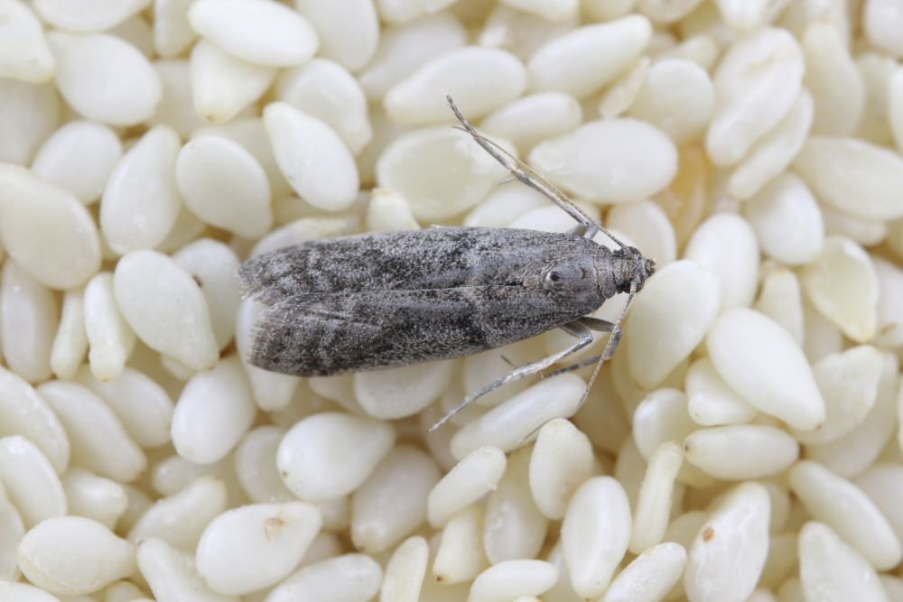 photos de mites alimentaires