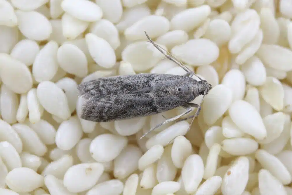 photos de mites alimentaires
