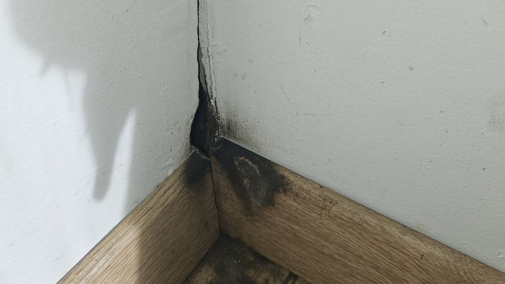 trou de souris