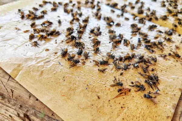 Piège à Mouche Maison Comment Choisir Le Meilleur