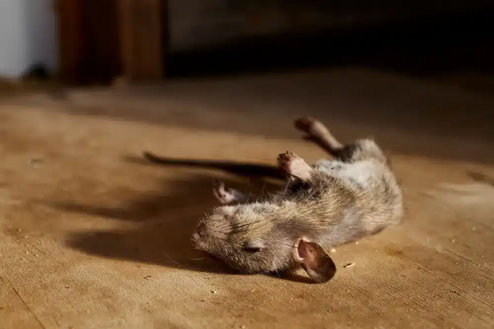 En combien de temps meurt une souris empoisonnée